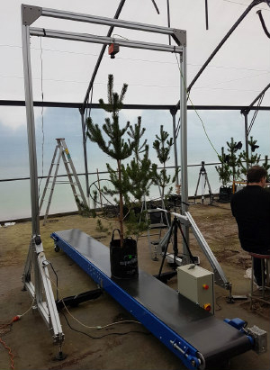 tree.jpg